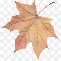 叶 树 枫叶-空若网 叶 树 枫叶-空若网