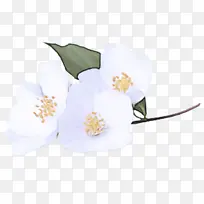 白色 花 植物-空若网 白色 花 植物-空若网