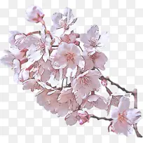 花 樱花 花朵-空若网 花 樱花 花朵-空若网