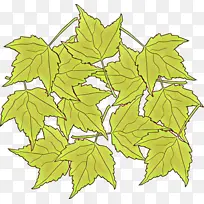 ��ͨ ��Ҷ ֲ��-������