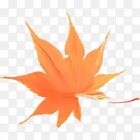 卡通 橙色 植物-空若网 卡通 橙色 植物-空若网