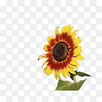 水彩画 颜料 湿墨-空若网 水彩画 颜料 湿墨-空若网