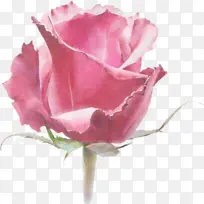 ���� ����ֲ�� ����-������