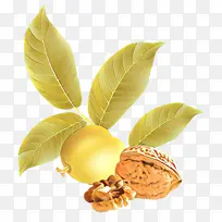 卡通 叶子 植物-空若网 卡通 叶子 植物-空若网