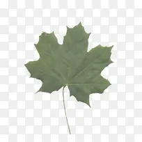 叶 枫叶 植物-空若网 叶 枫叶 植物-空若网