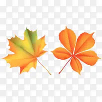 叶 橙 树-空若网 叶 橙 树-空若网