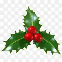 冬青 植物 美国冬青-空若网 冬青 植物 美国冬青-空若网