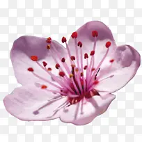 花瓣 花朵 粉色-空若网 花瓣 花朵 粉色-空若网