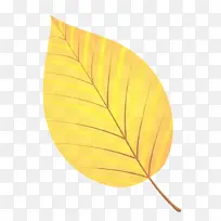 叶子 黄色 橙色-空若网 叶子 黄色 橙色-空若网