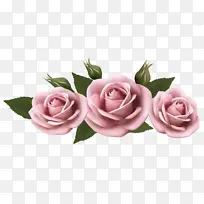 采购产品花 玫瑰 花园玫瑰-空若网 采购产品花 玫瑰 花园玫瑰-空若网