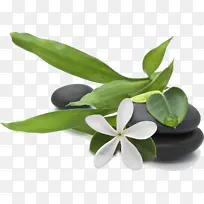 �� ֲ�� Ҷ-������