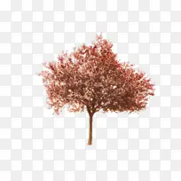 ��ͨ �� ֲ��-������