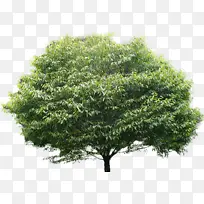 树 植物 木本植物-空若网 树 植物 木本植物-空若网