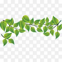 叶子 植物 绿色-空若网 叶子 植物 绿色-空若网