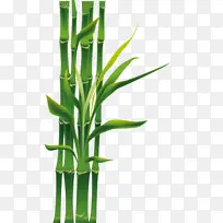 竹子 绿色 植物-空若网 竹子 绿色 植物-空若网