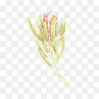 卡通 花 植物-空若网 卡通 花 植物-空若网