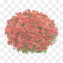 ���� ����ֲ�� ֲ��-������