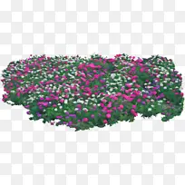 花 开花植物 植物-空若网 花 开花植物 植物-空若网