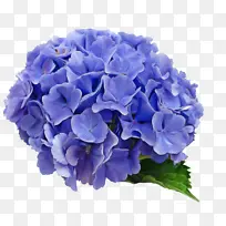 �� ����ֲ�� ��ɫ-������