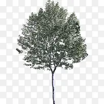 树 植物 木本植物-空若网 树 植物 木本植物-空若网