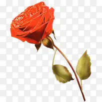 ��ͨ ���� ��԰õ��-������