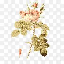 ��ͨ �� ֲ��-������