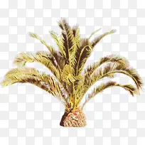 卡通 草 植物-空若网 卡通 草 植物-空若网