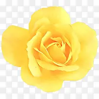 卡通 黄色 花瓣-空若网 卡通 黄色 花瓣-空若网