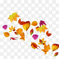 叶子 橙色 黄色-空若网 叶子 橙色 黄色-空若网