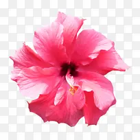 花瓣 花 粉色-空若网 花瓣 花 粉色-空若网