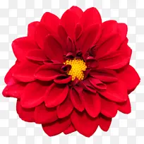 花卉 开花植物 花瓣-空若网 花卉 开花植物 花瓣-空若网