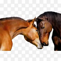 ˮ�ʻ� ���� ʪīˮ-������