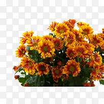 花卉 开花植物 植物-空若网 花卉 开花植物 植物-空若网