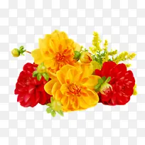 花 黄色 万寿菊-空若网 花 黄色 万寿菊-空若网