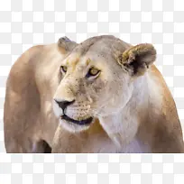 ʨ�� Ұ������ ½������-������