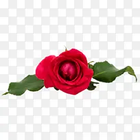 花卉 开花植物 花园玫瑰-空若网 花卉 开花植物 花园玫瑰-空若网