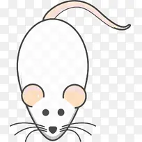 头 鼻子 老鼠-空若网 头 鼻子 老鼠-空若网
