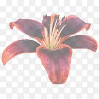 百合 花 花瓣-空若网 百合 花 花瓣-空若网