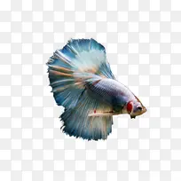 蓝色 鱼 尾巴-空若网 蓝色 鱼 尾巴-空若网