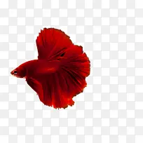 熊猫 熊 鼻子-空若网 熊猫 熊 鼻子-空若网