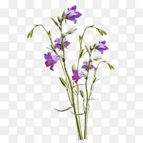 花卉 开花植物 植物-空若网 花卉 开花植物 植物-空若网