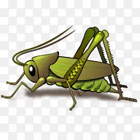 昆虫 蚱蜢 蟋蟀状昆虫-空若网 昆虫 蚱蜢 蟋蟀状昆虫-空若网