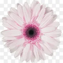 巴伯顿雏菊 非洲菊 花朵-空若网 巴伯顿雏菊 非洲菊 花朵-空若网