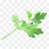 叶 花 植物-空若网 叶 花 植物-空若网