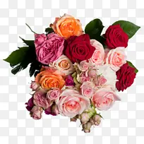 采购产品花 玫瑰 花园玫瑰-空若网 采购产品花 玫瑰 花园玫瑰-空若网