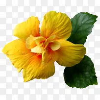 �� ����ֲ�� ����-������