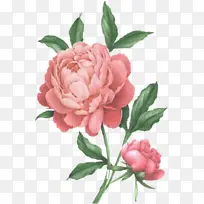 花卉 开花植物 粉色-空若网 花卉 开花植物 粉色-空若网