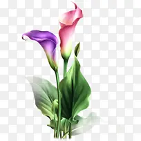 采购产品花 开花植物 海芋-空若网 采购产品花 开花植物 海芋-空若网