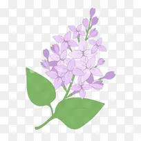 开花植物 花 丁香-空若网 开花植物 花 丁香-空若网