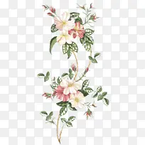 采购产品花 开花植物 植物-空若网 采购产品花 开花植物 植物-空若网